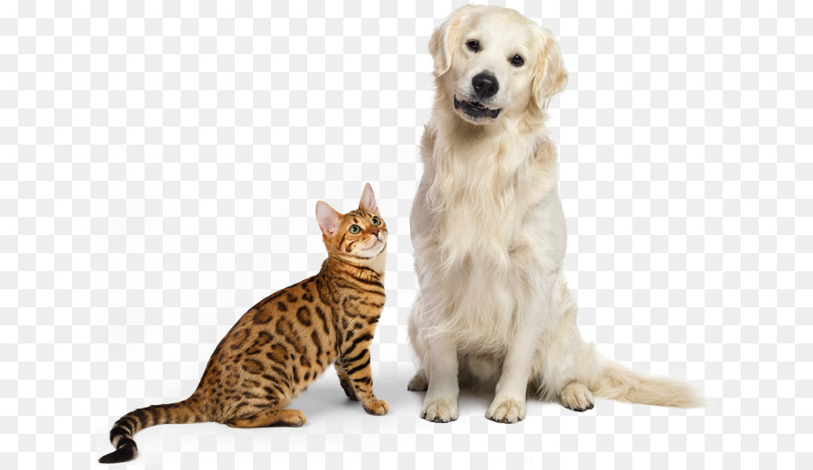 Chat De Bengal，Golden Retriever PNG