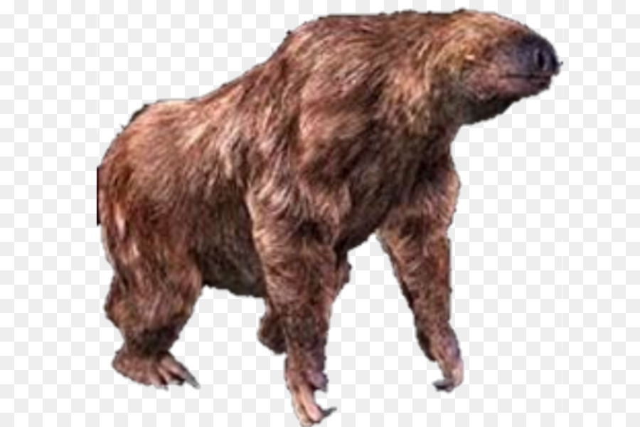 Grizzly，Ours PNG