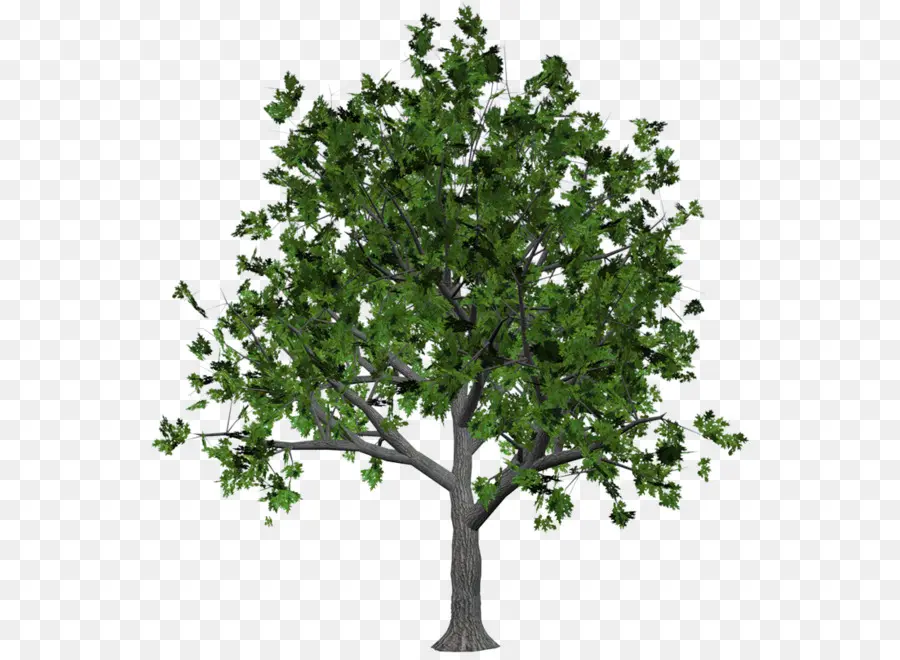 Arbre，Usine PNG