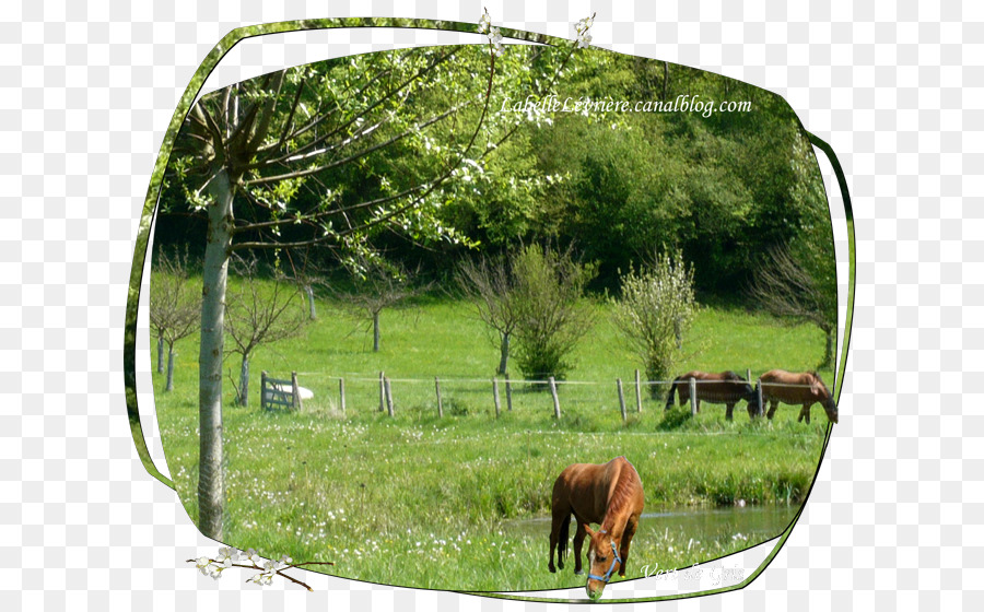 Cheval，Champ PNG