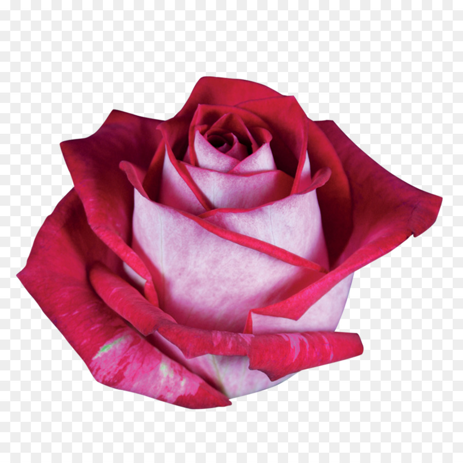 Roses De Jardin，Rose Du Chou PNG