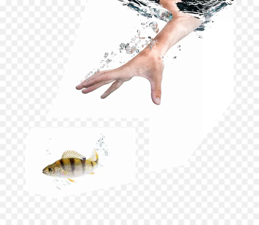 Main Et Poisson，Eau PNG