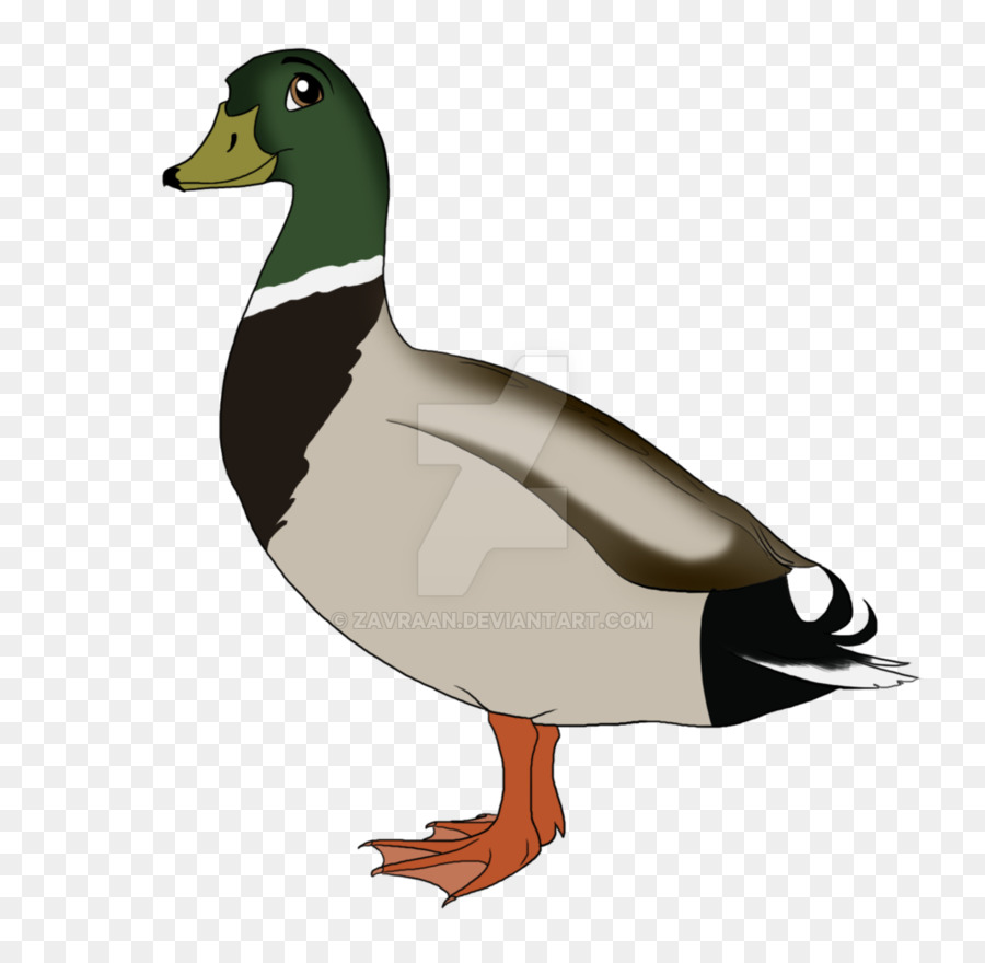 Mallard，Oie PNG