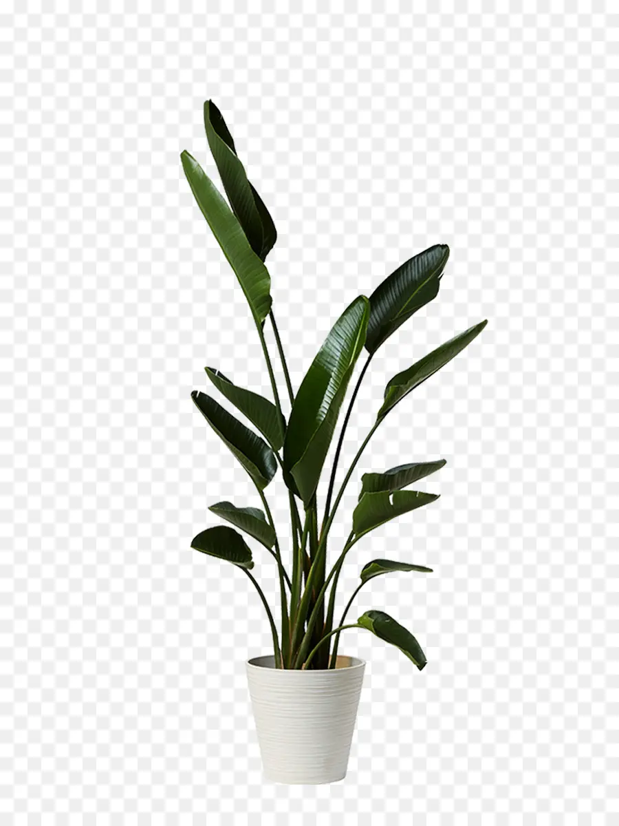 Plante Verte En Pot，Feuilles PNG