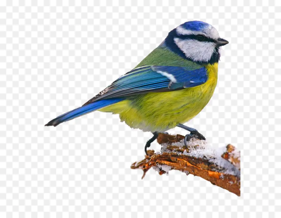 Oiseau，Eurasie Mésange Bleue PNG