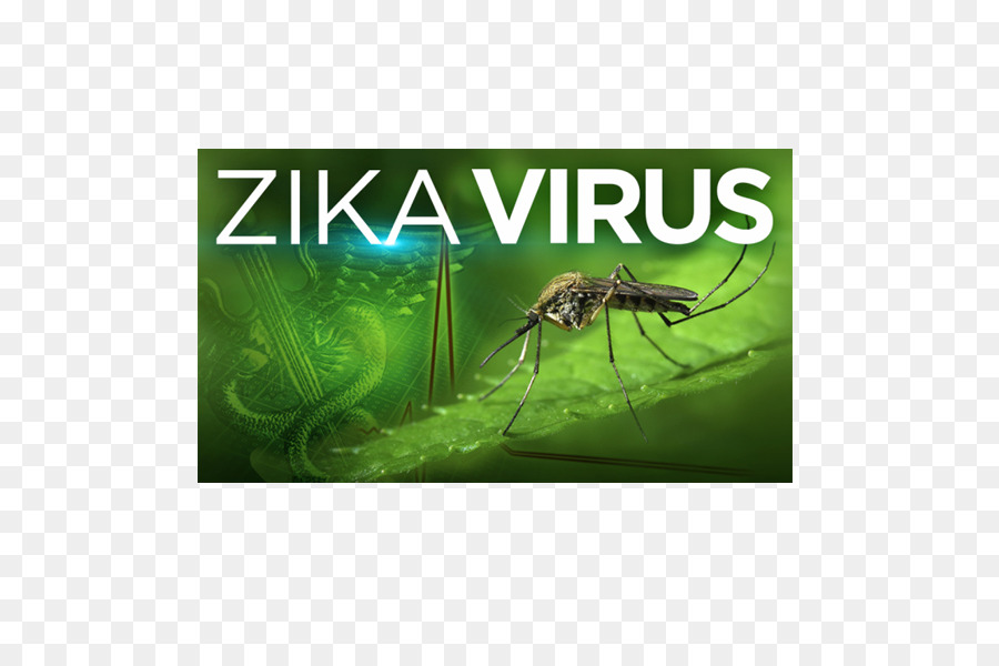 Virus Zika，La Maladie PNG