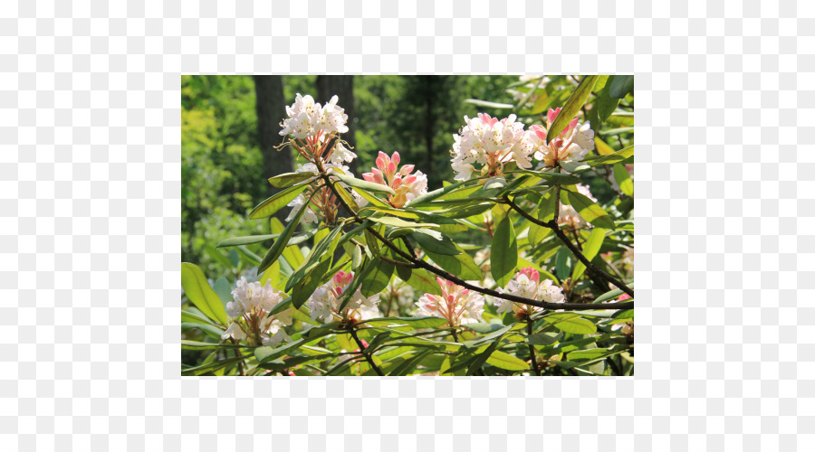 La Floraison De La Plante，Arbuste PNG