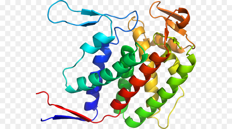 Structure Des Protéines，Molécule PNG