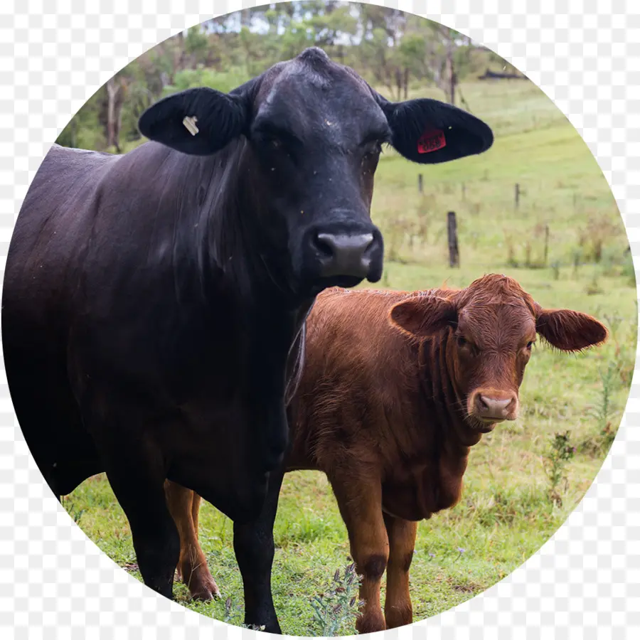 Veau，Les Bovins Laitiers PNG