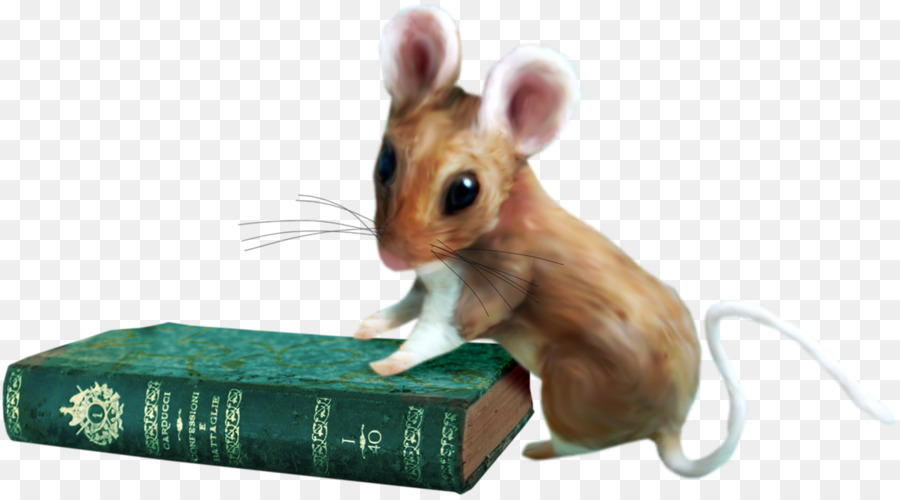 Rat，Gerbille PNG