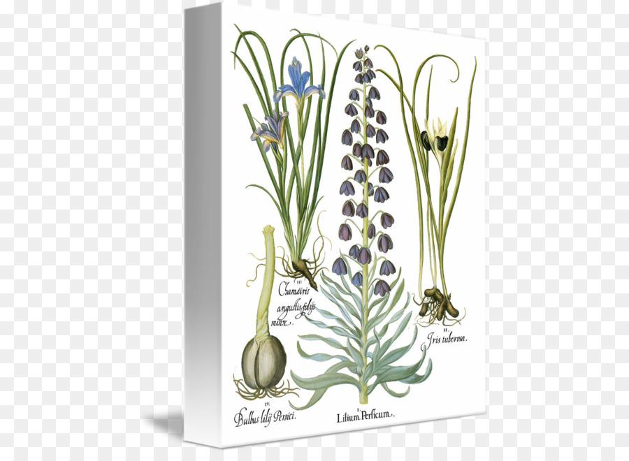 Livre Des Plantes，Basilius Besler Du Florilegium Le Livre Des Plantes PNG