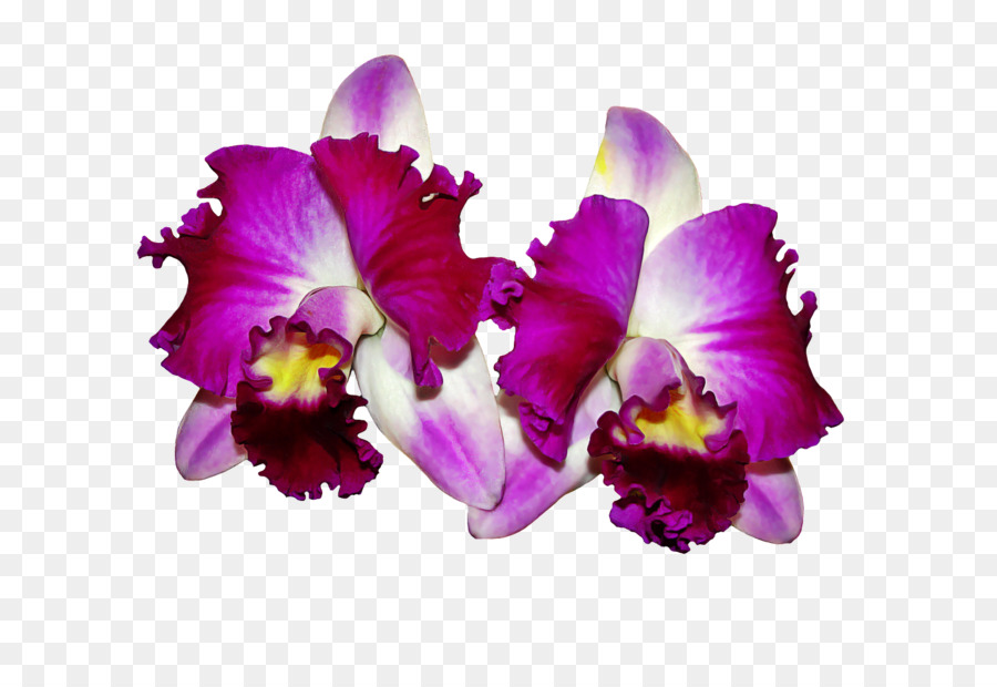 Les Orchidées，Des Orchidées Cattleya PNG