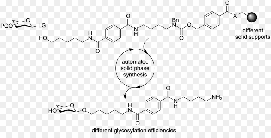 3 Méthylglutaconyle Coa，Beta Hydroxy Beta Methyl Butyryl Coa PNG