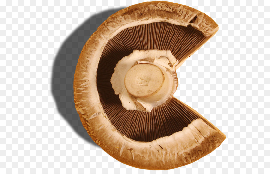 Agaricus，Champignon Comestible PNG