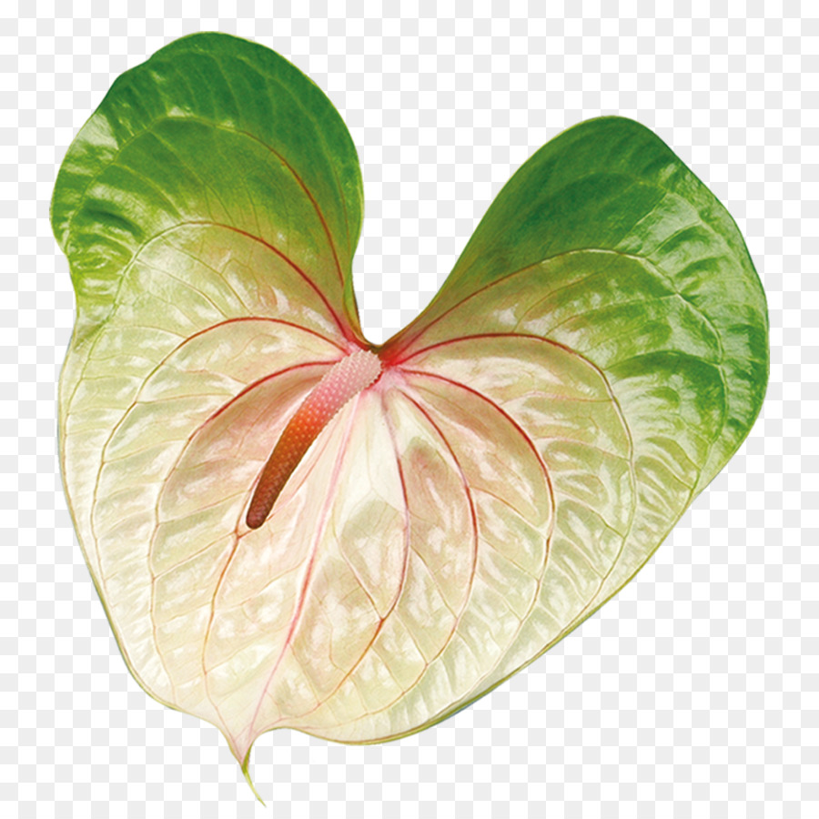 Feuille Verte，Nature PNG