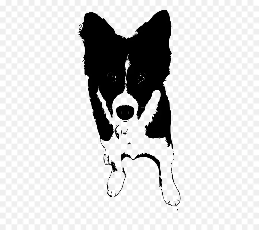 Race De Chien，Border Collie PNG