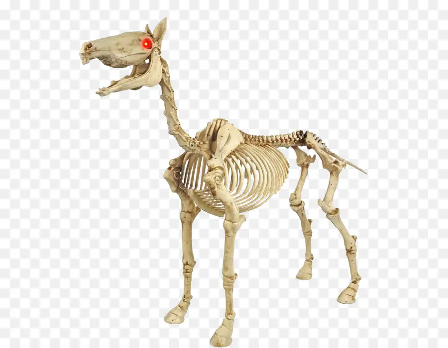 Squelette De Cheval，Os PNG