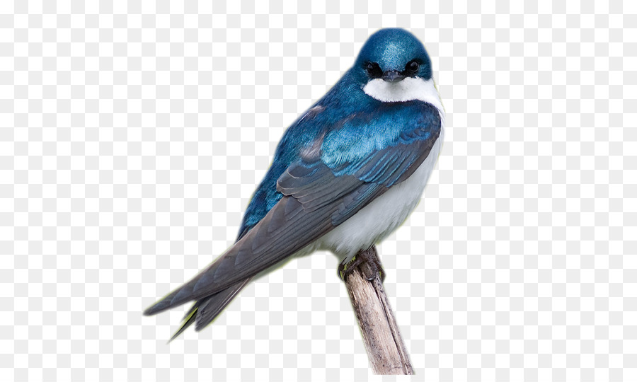 Geai Bleu，Oiseau PNG