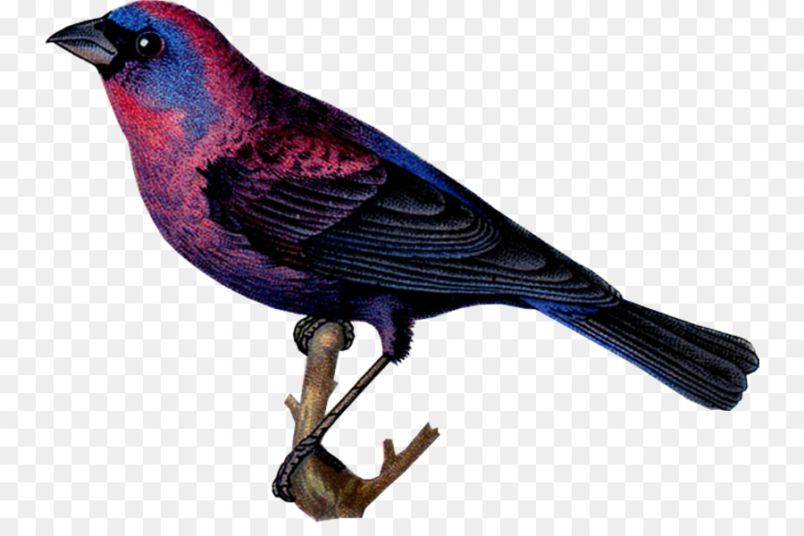 Oiseau，Les Pinsons PNG