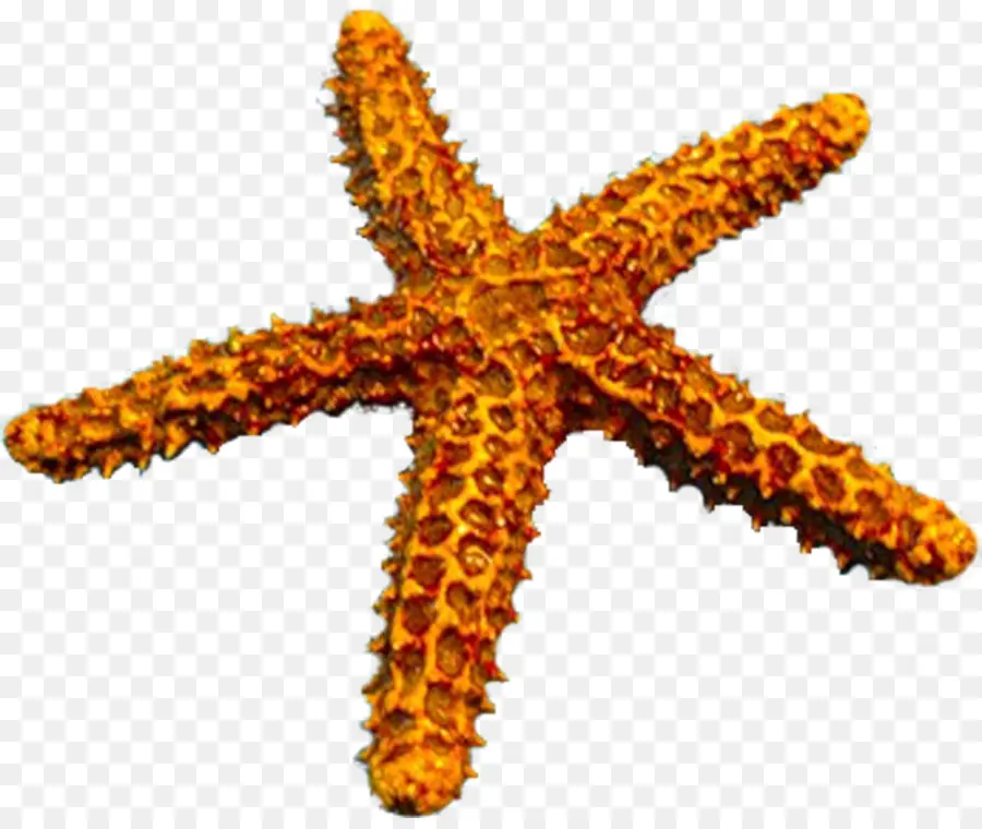 Étoile De Mer Orange，Orange PNG