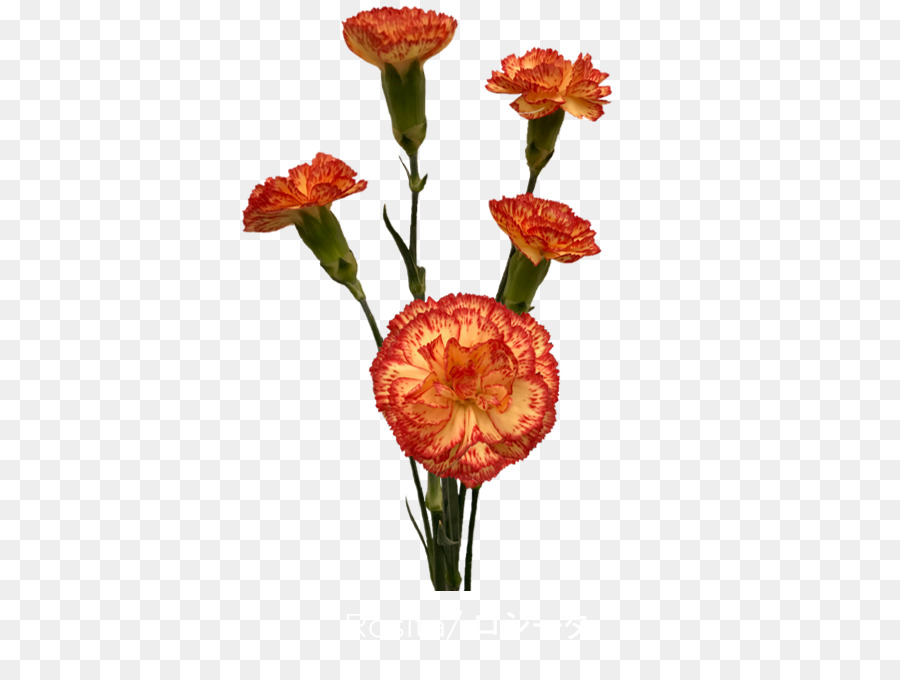 Les Fleurs Coupées，Fleur PNG