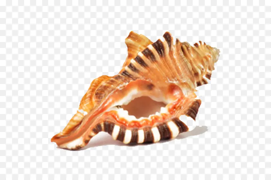 Coquillage Rayé，Coquille PNG