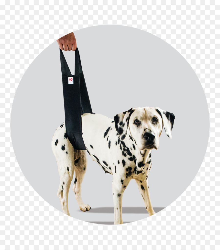 Dalmatien Chien，Scandi Orthopédique Ab PNG