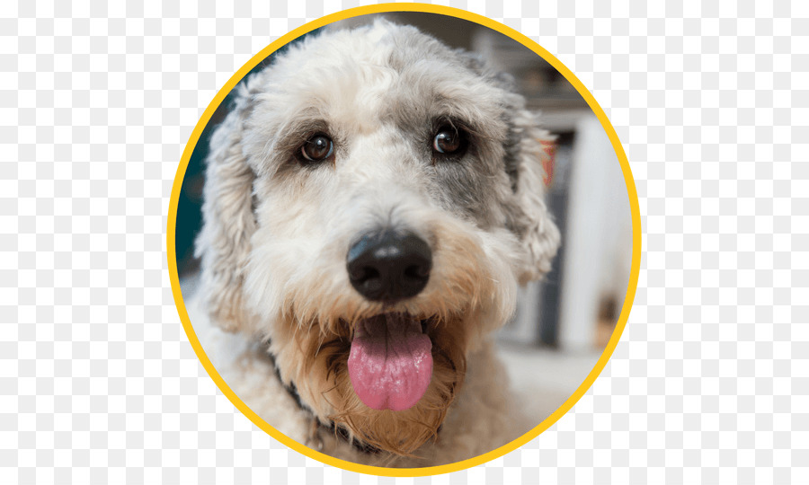 Schnoodle，Goldendoodle PNG