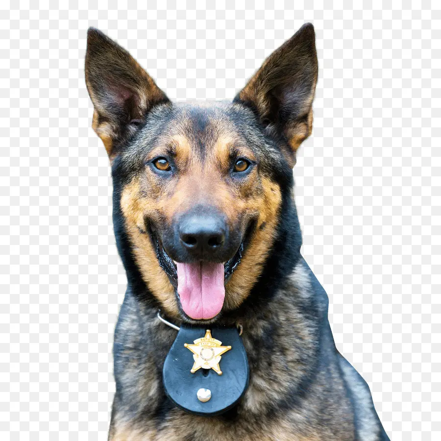 Chien Policier，Chien PNG