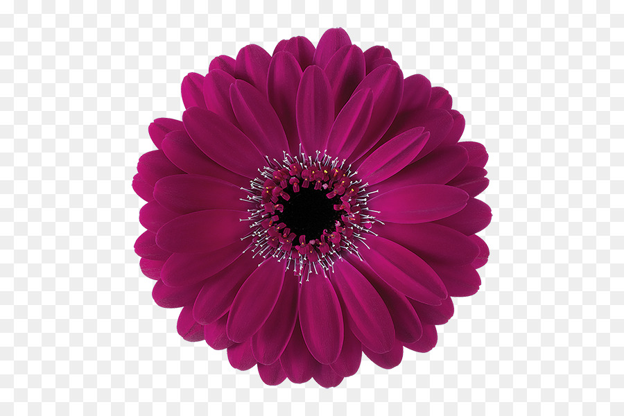 Fleur，Rouge PNG