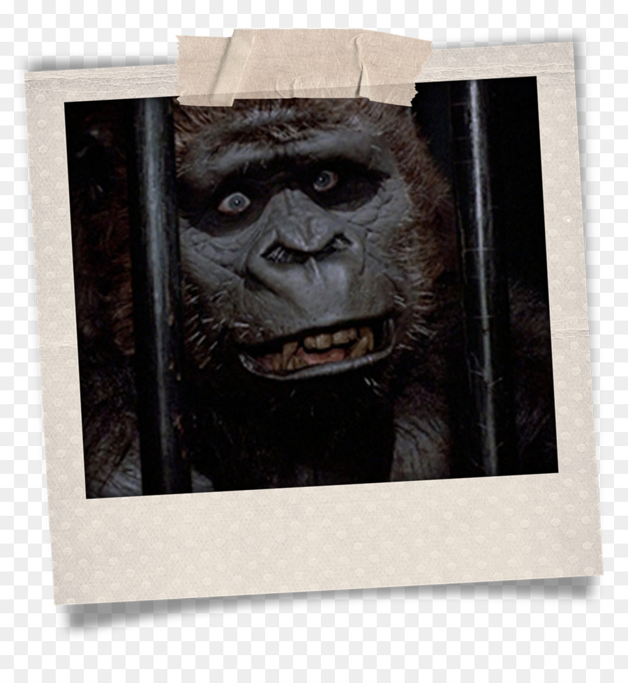 Gorille，Chimpanzé Commun PNG