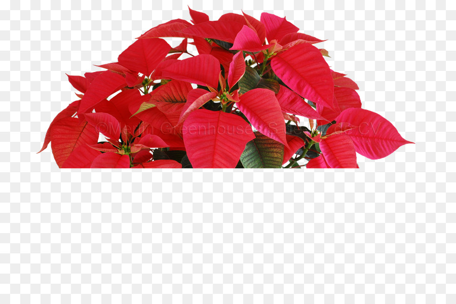 Mexique，Poinsettia PNG