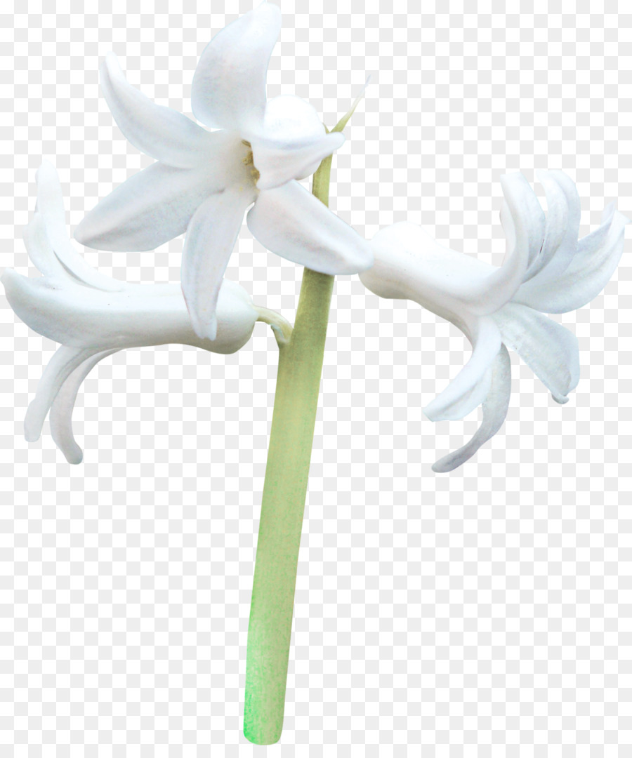 Centerblog，Les Fleurs Coupées PNG