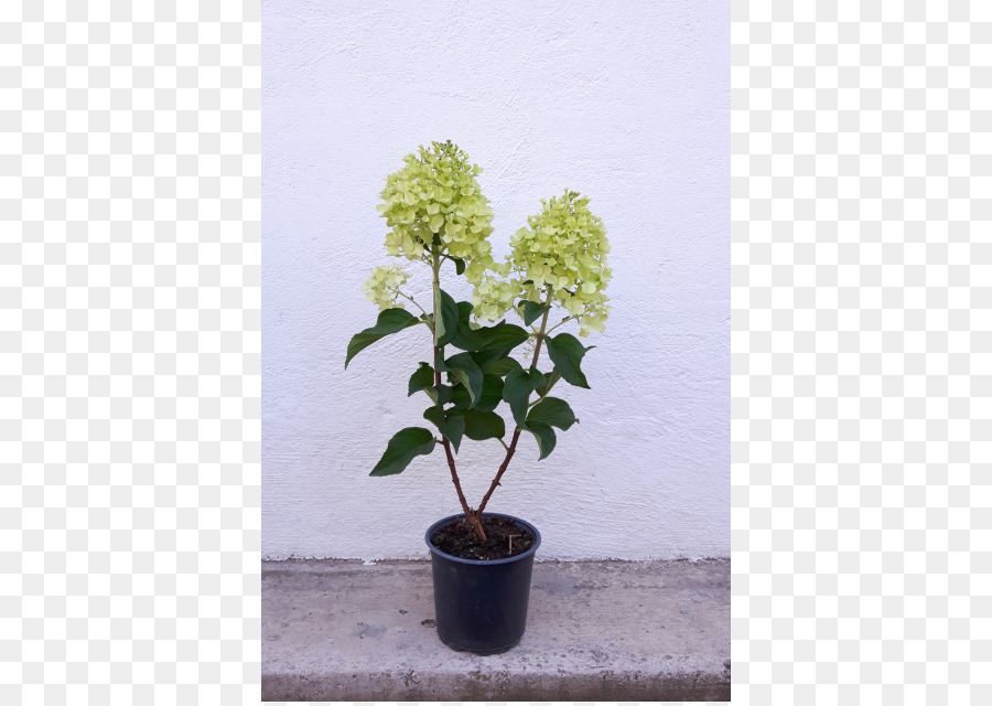 Hortensia，Flowerpot PNG