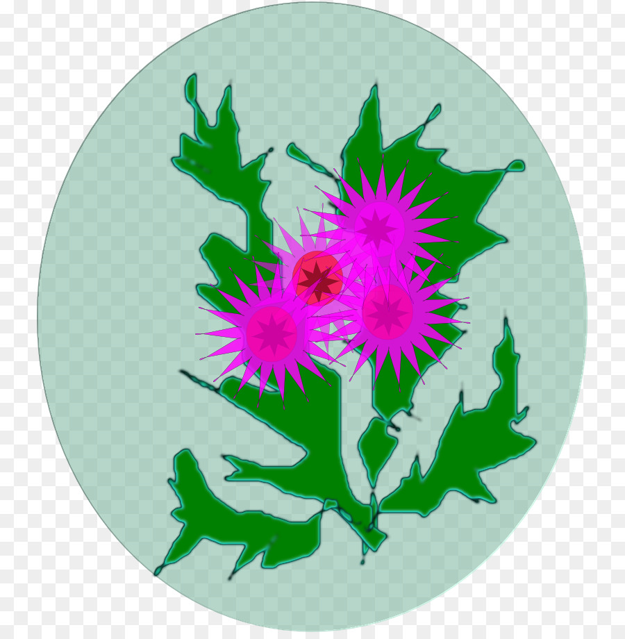 Chrysanthème， PNG