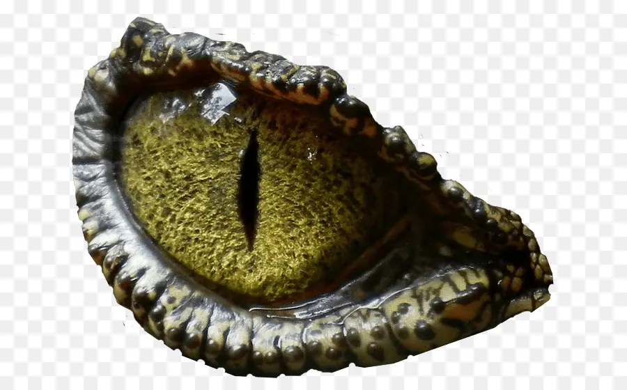 Oeil De Reptile，Œil PNG