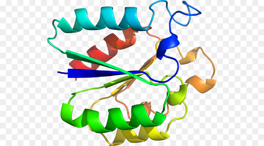 Structure Des Protéines，Biologie PNG