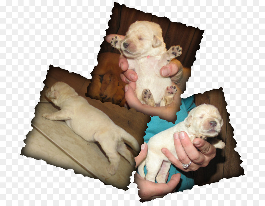 Chiot，Chien PNG