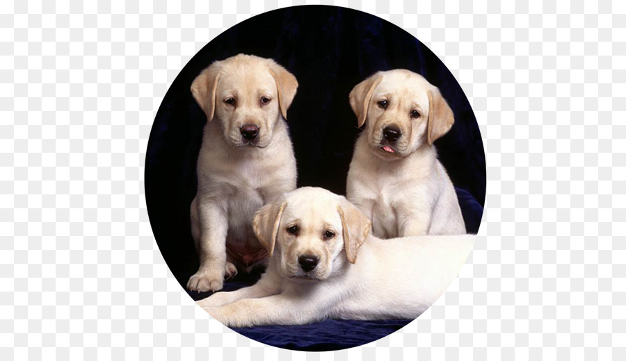 Le Labrador Retriever，Golden Retriever PNG