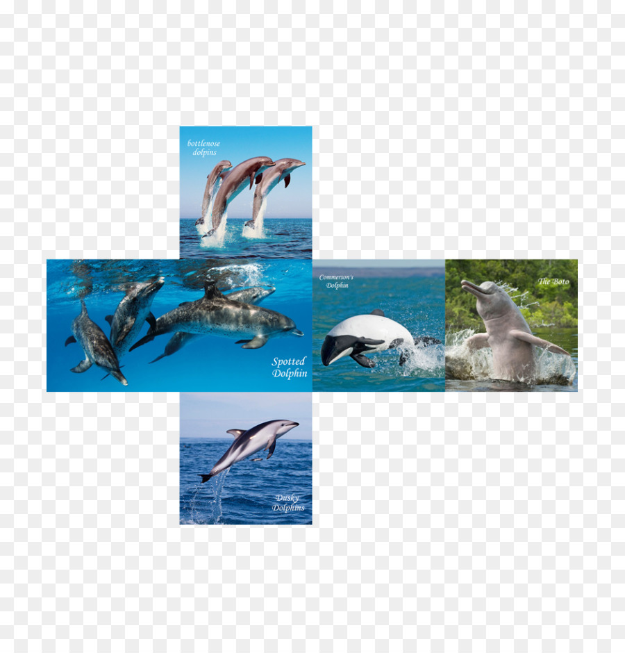 Wholphin，Dauphin PNG