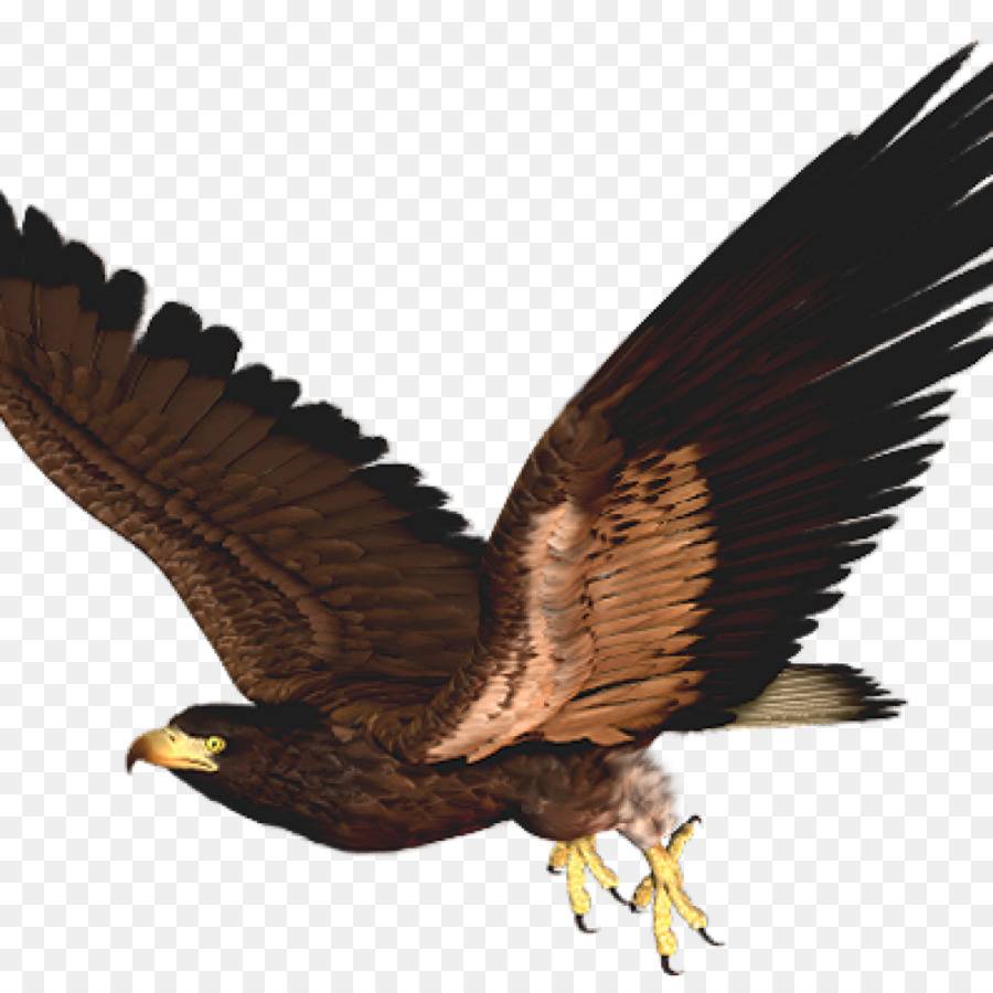 Aigle，Oiseau PNG