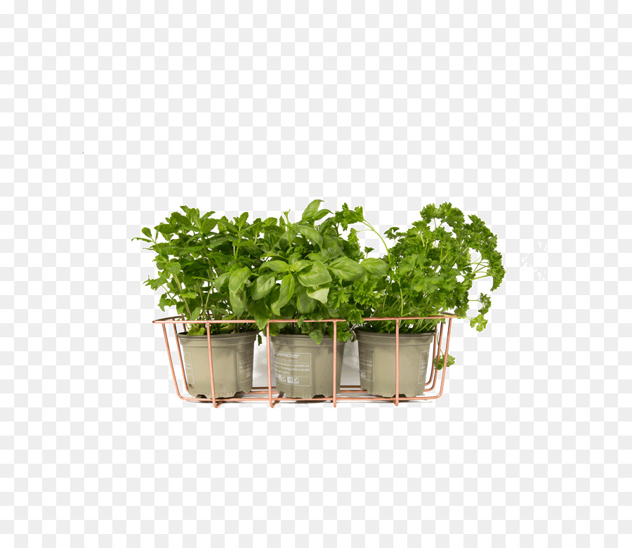 Plantes En Pot，Plantes PNG