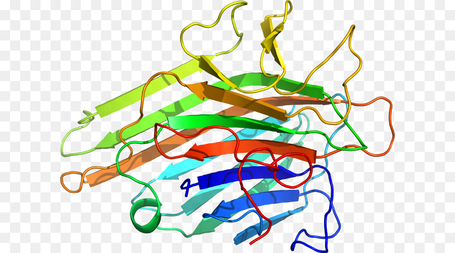 Structure Des Protéines，Biologie PNG