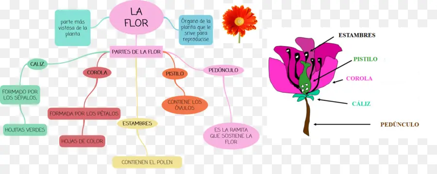 Diagramme De Fleurs，Botanique PNG