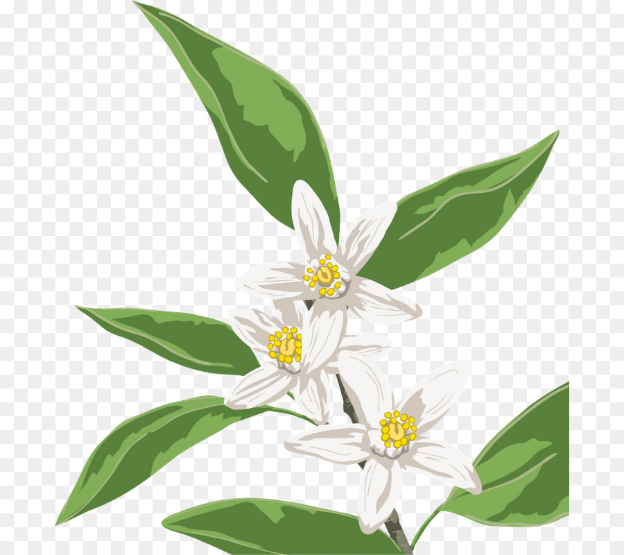 Fleur，La Floraison De La Plante PNG