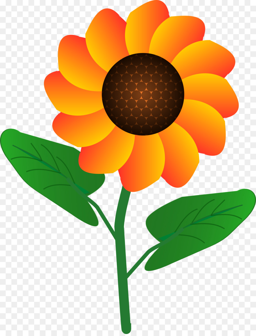 Tournesols，Fleur PNG