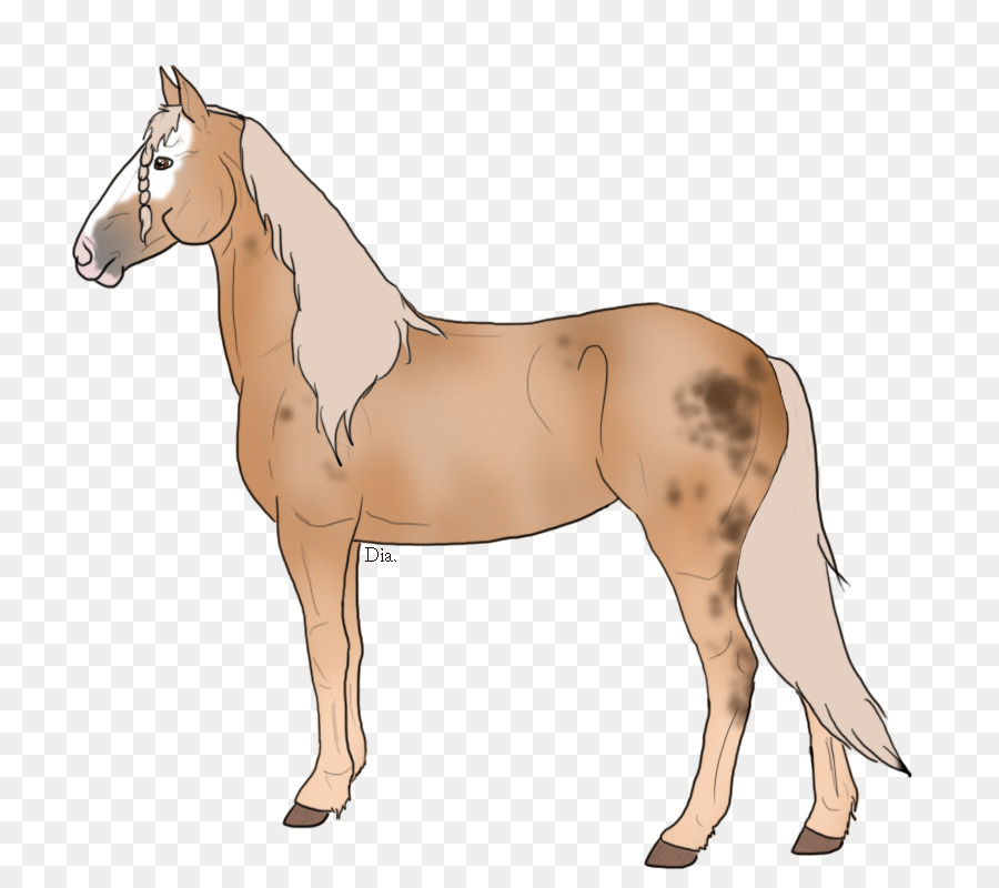 Cheval，Équin PNG