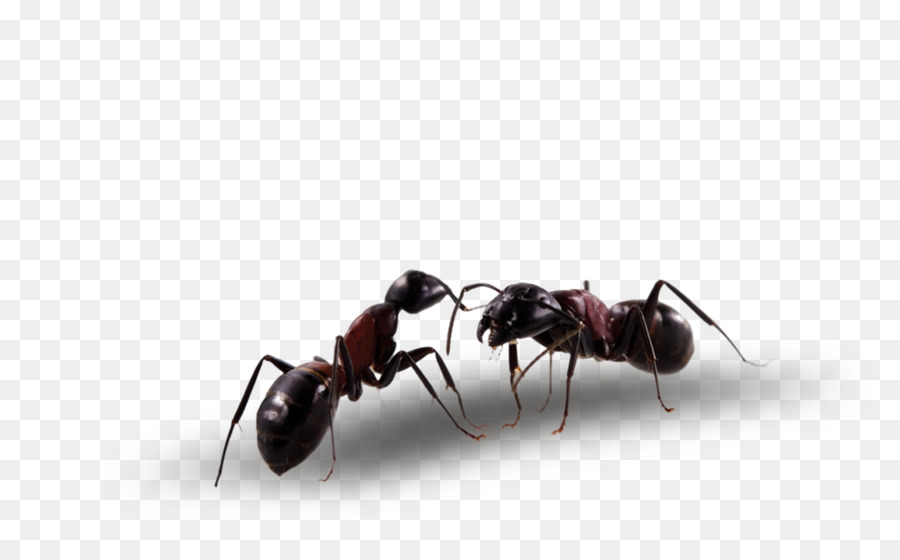 Fourmi，Insecte PNG