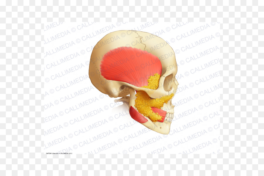 Anatomie Du Crâne，Muscle PNG