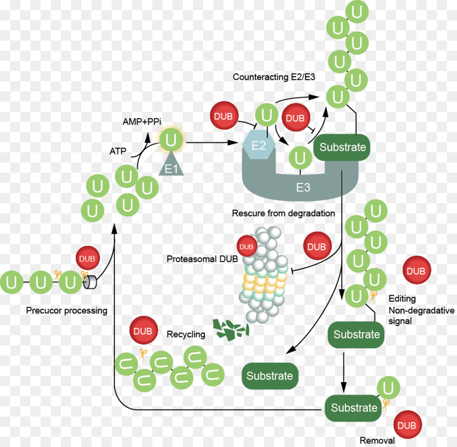 Enzyme Désubiquitination，Usp7 PNG